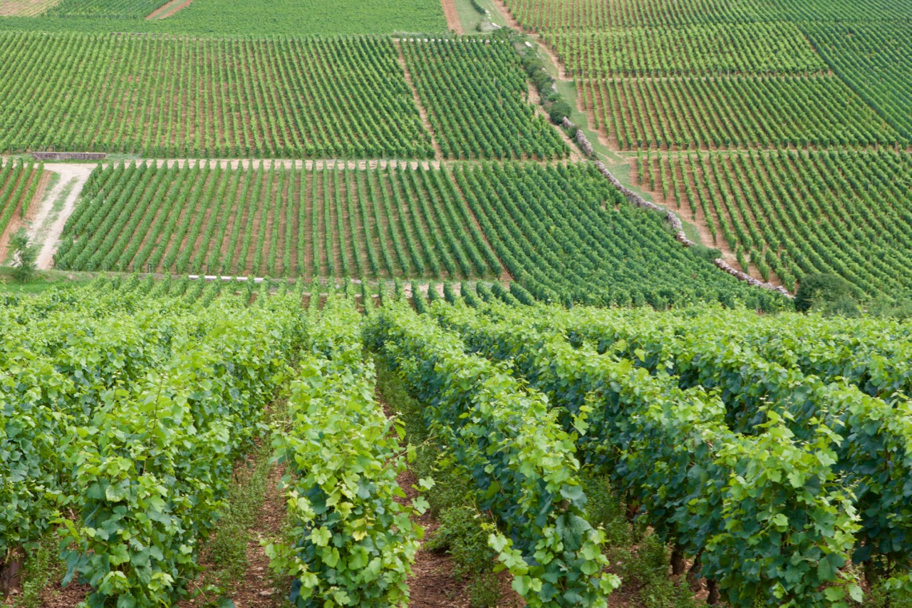 wijnstokken Bourgogne (Pinot Noir)